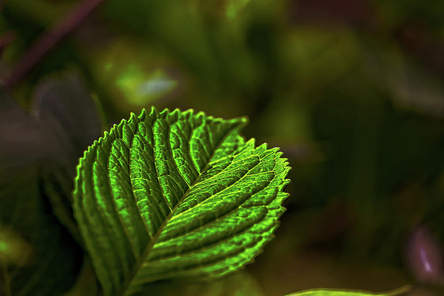 Green Leaf Photograph by Richard Gregurich