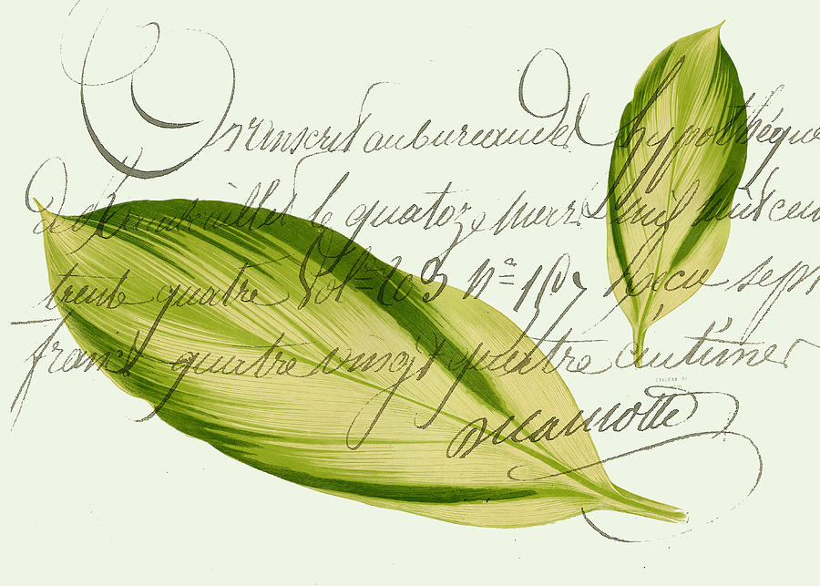 Green Leaf Digital Art - Green Leaf by Sarah Vernon