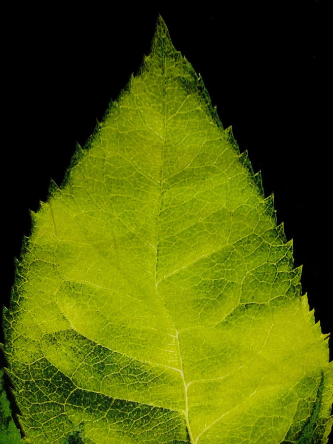 Green Leaf Photograph by Silpa Saseendran