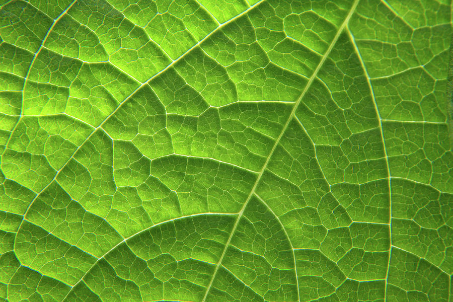 Green Leaf Structure Photograph by Aidan Moran