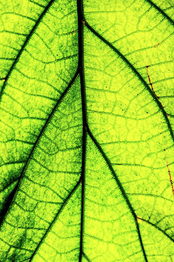 Green Leaf Vains Photograph by Gregory Gendusa - Fine Art America