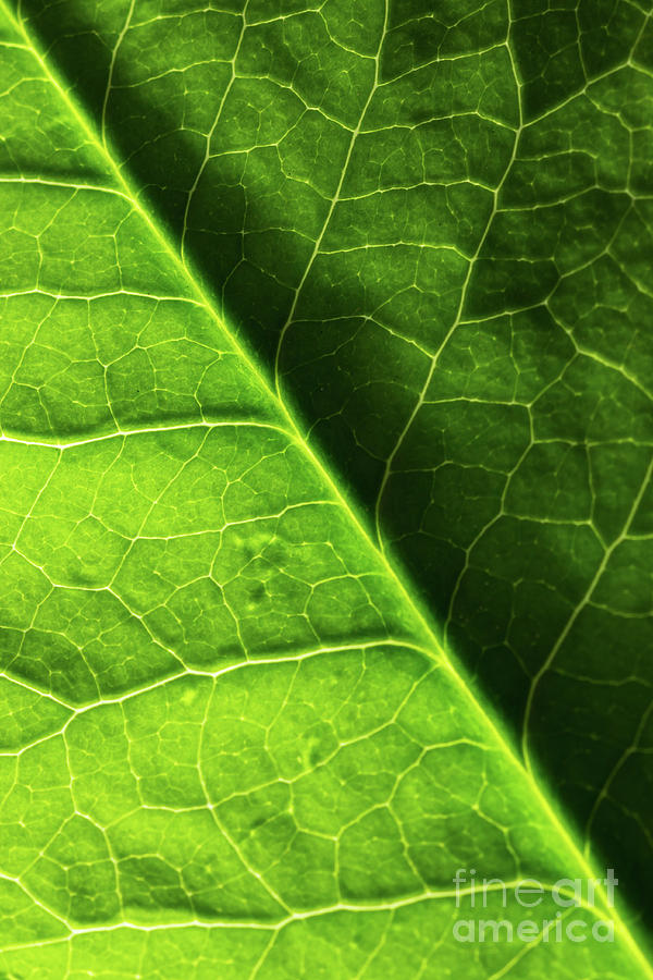 Green Leaf Veins Photograph by Ana V Ramirez