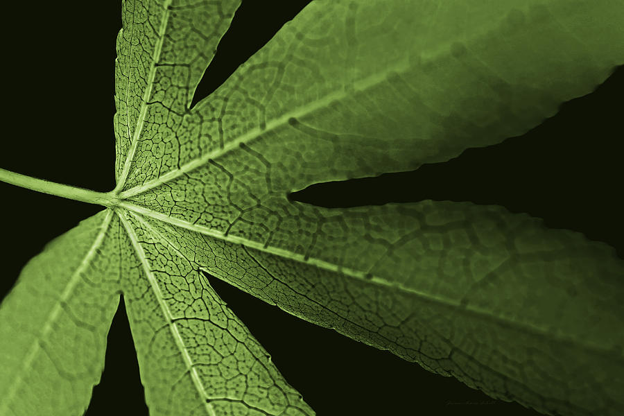 Nature Photograph - Green Leaf Veins by Jennie Marie Schell