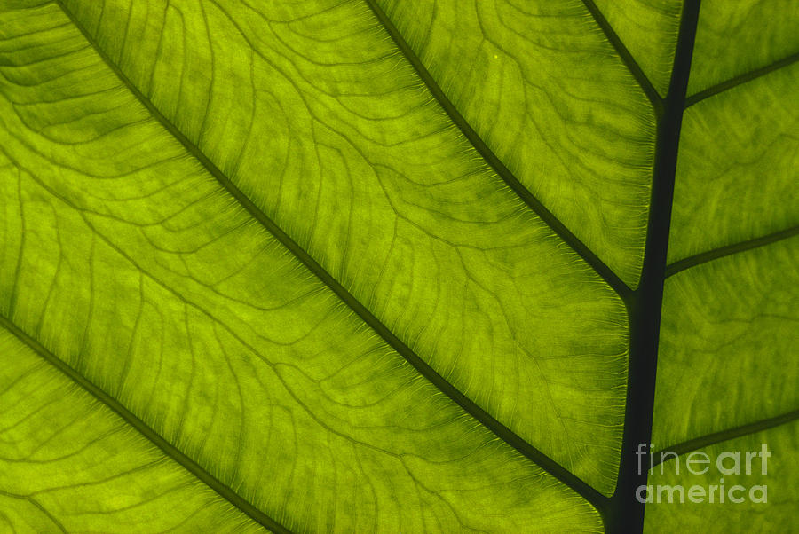 Lime Photograph - Green Leaf by William Waterfall - Printscapes