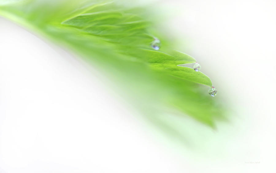 Green Leaf with Water Drops Photograph by Jennie Marie Schell