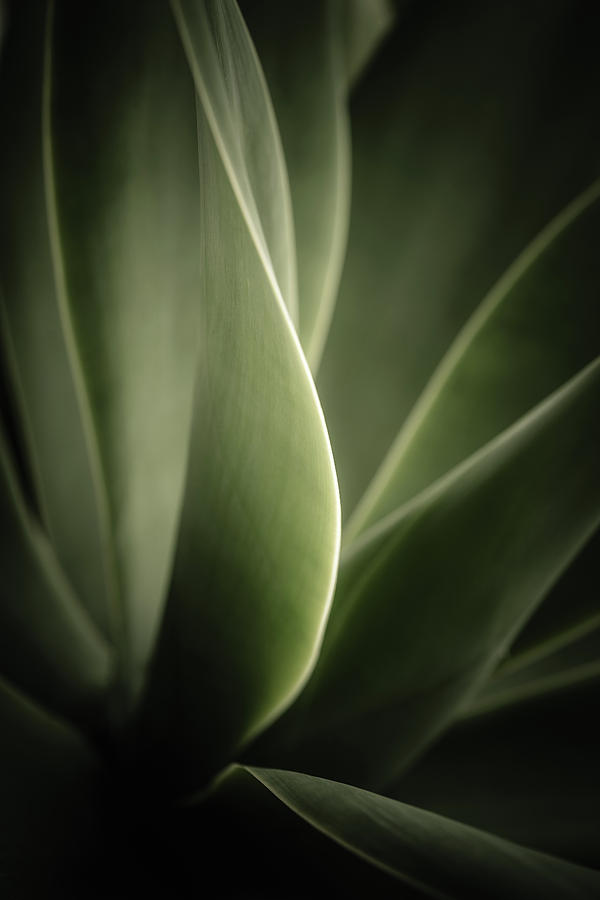 Green Leaves Abstract Photograph by Marco Oliveira