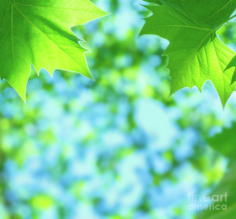 Green leaves background Photograph by Anna Om