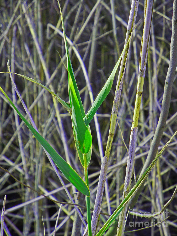 Green Leaves in Horse Tail Stems Photograph by David Frederick