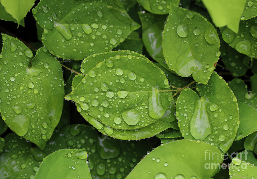 Green Leaves in Rain Photograph by Rachel Cohen