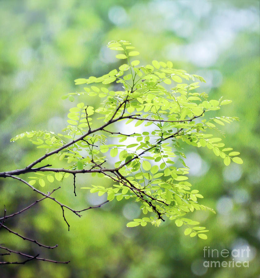 Green Leaves In The Forest Photograph by Kerri Farley