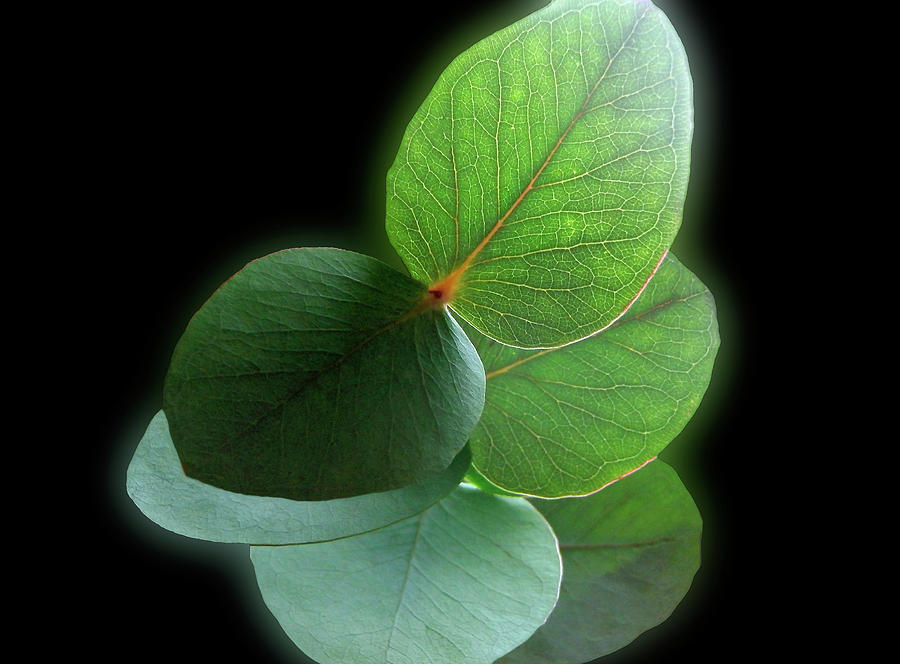 Green Leaves Photograph by Johanna Hurmerinta