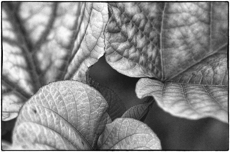Green Leaves Photograph by John Hansen