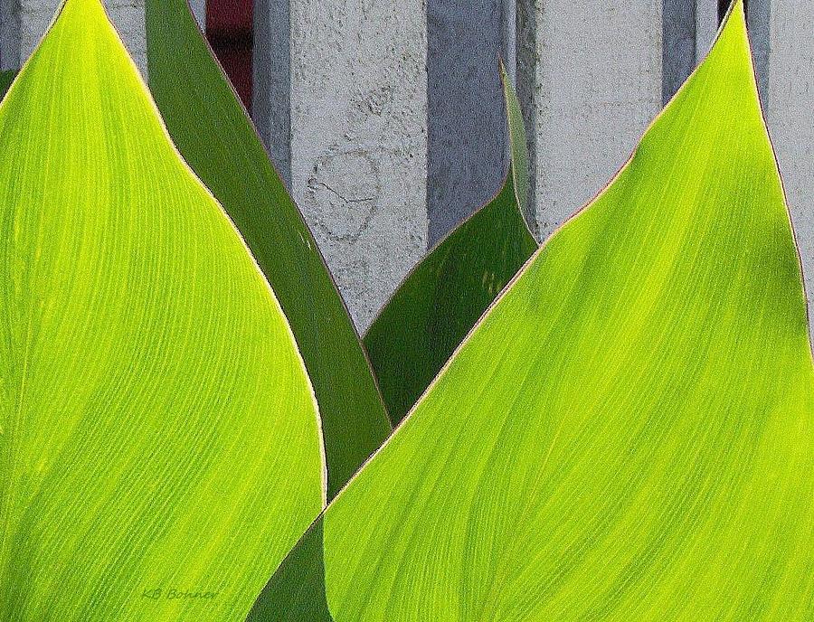 Green Leaves Photograph by Kevin B Bohner