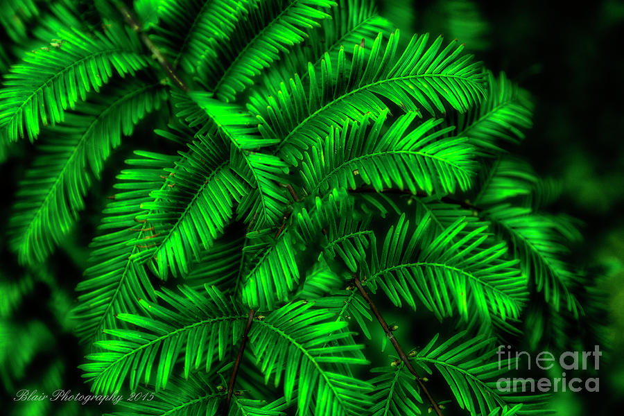 Nature Photograph - Green Leaves by Linda Blair