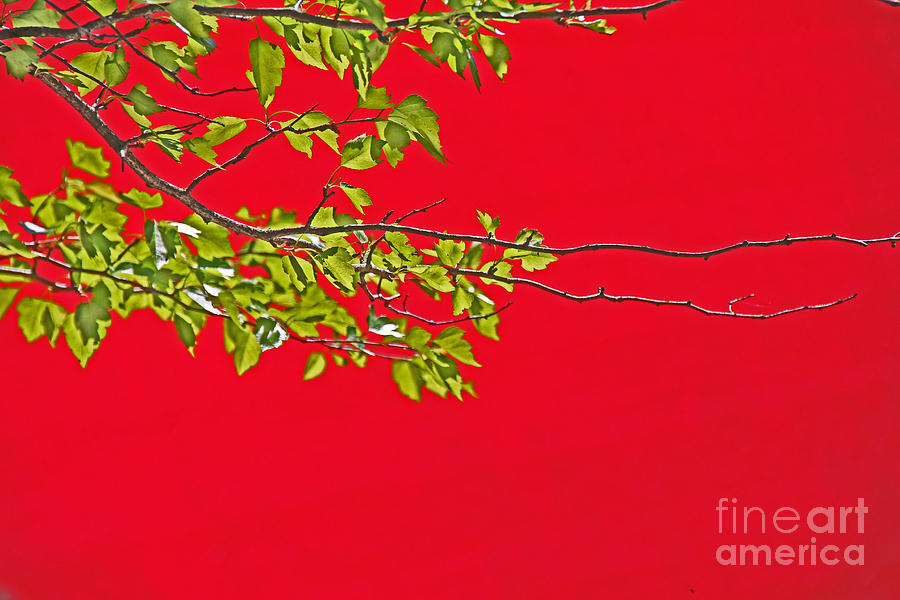 Green Leaves on a Red Background Photograph by David Frederick