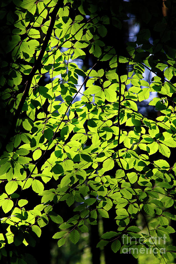 Green Leaves On The Backlit Photograph