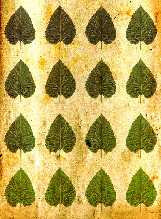 Green leaves on vintage paper Photograph by Sumit Mehndiratta