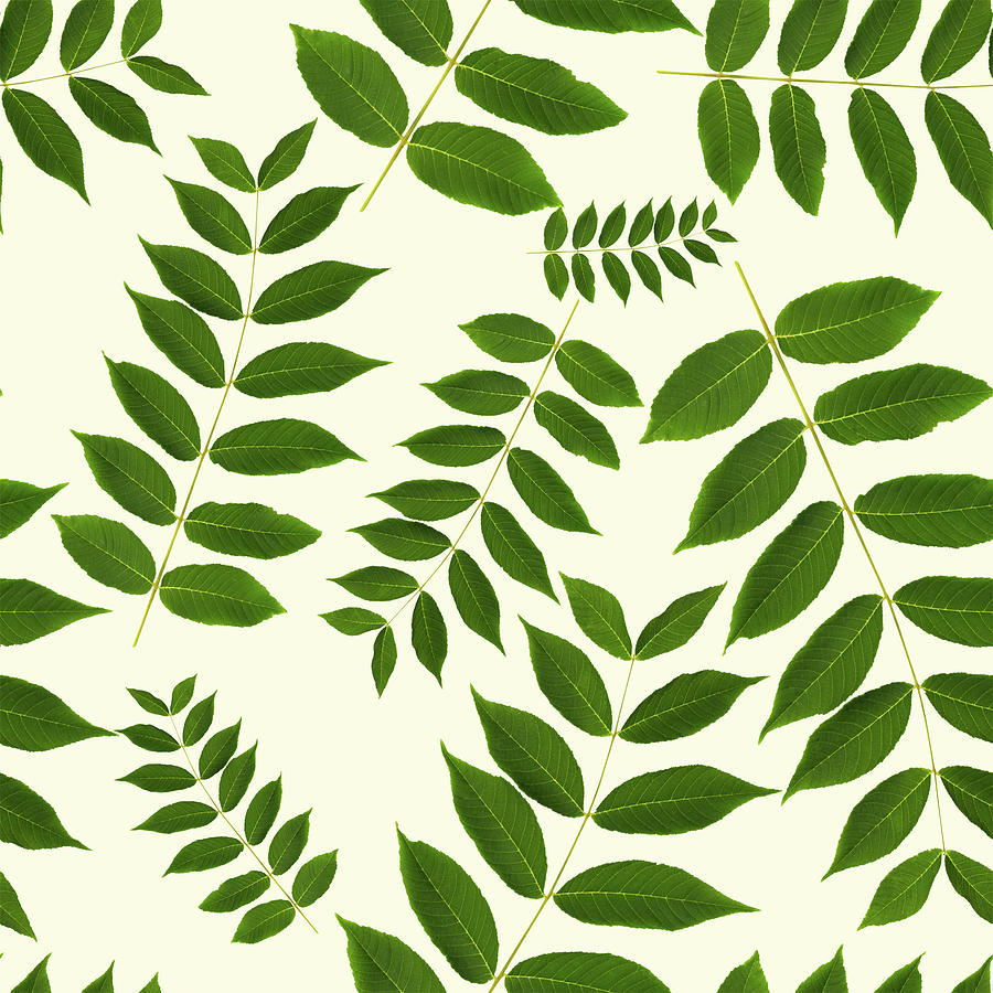 Botanical Leaf Pattern Mixed Media by Christina Rollo