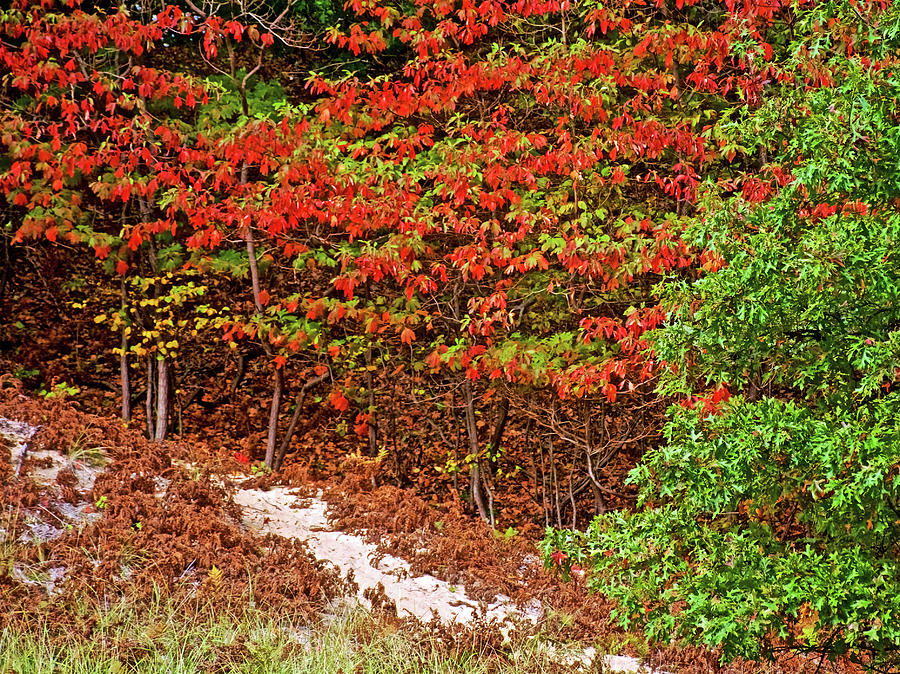 Green Leaves Turning Red along Sandy Trail to North Beach Park in Ottawa County, Michigan  Photograph by Ruth Hager