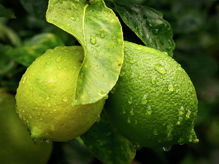 Green Lemons 365-263 Photograph by Inge Riis McDonald