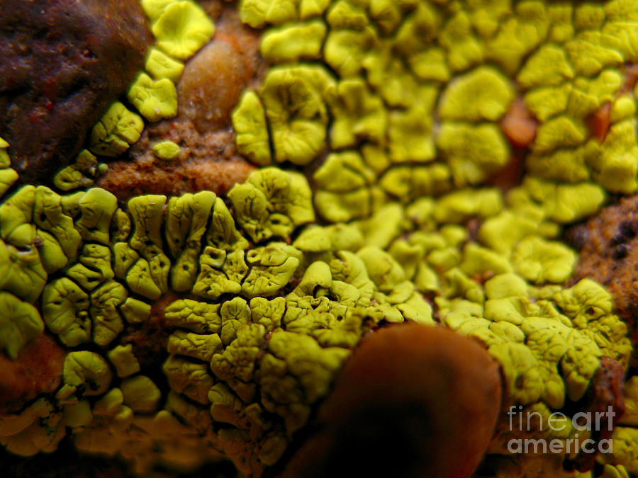 Green Lichen Macro - 4072 Photograph by Jason Freedman