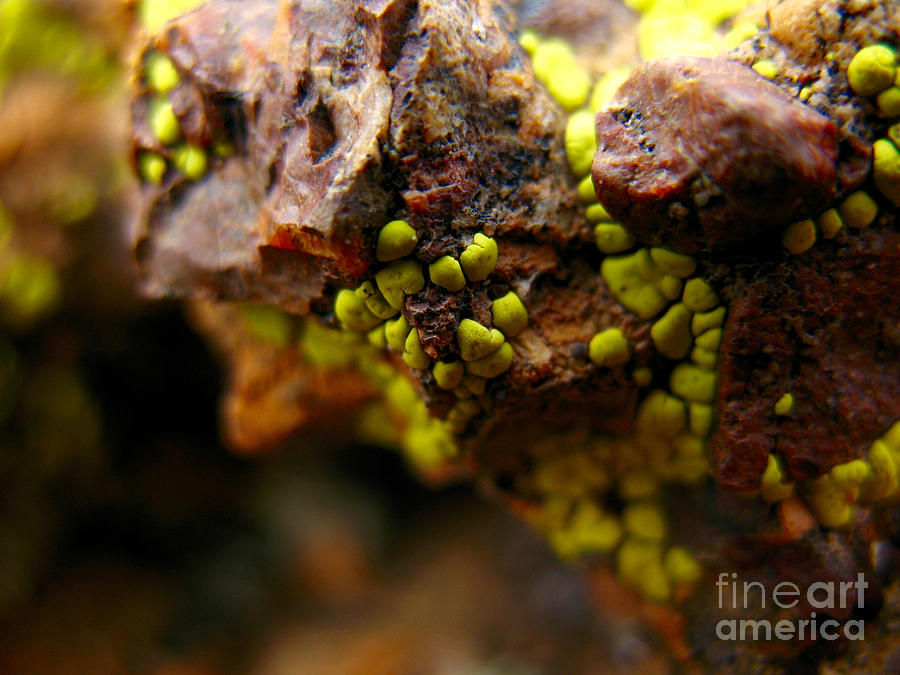 Green Lichen Macro - 4073 Photograph by Jason Freedman