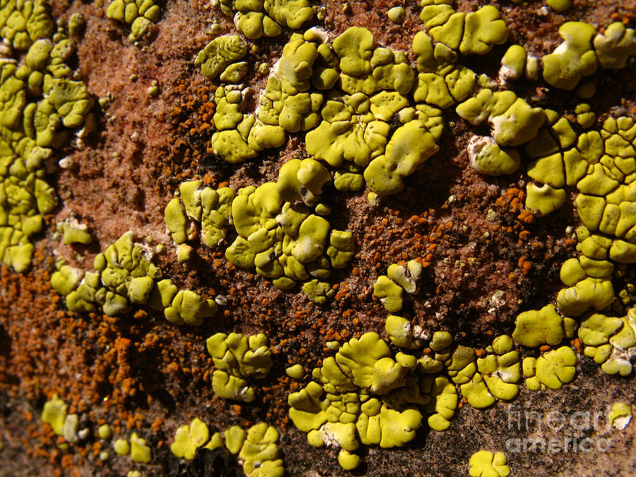 Green Lichen Macro - 4074 Photograph by Jason Freedman