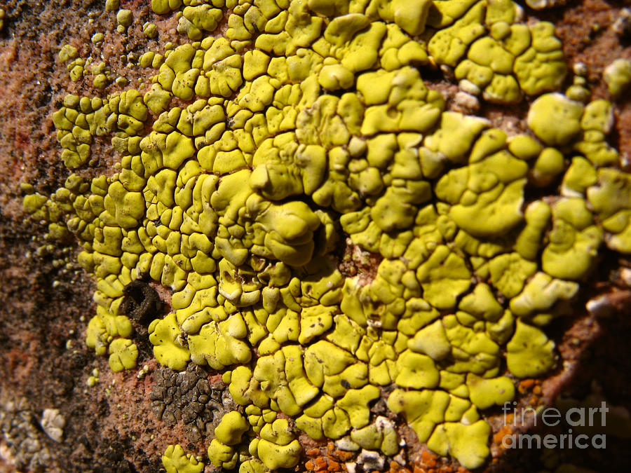 Green Lichen Macro - 4075 Photograph by Jason Freedman