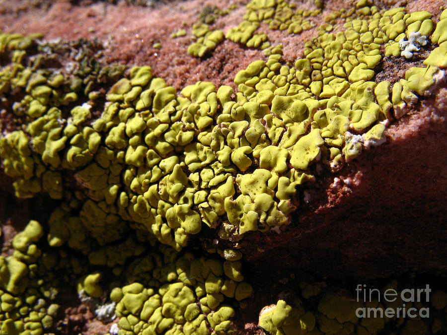 Green Lichen Macro - 4076 Photograph by Jason Freedman