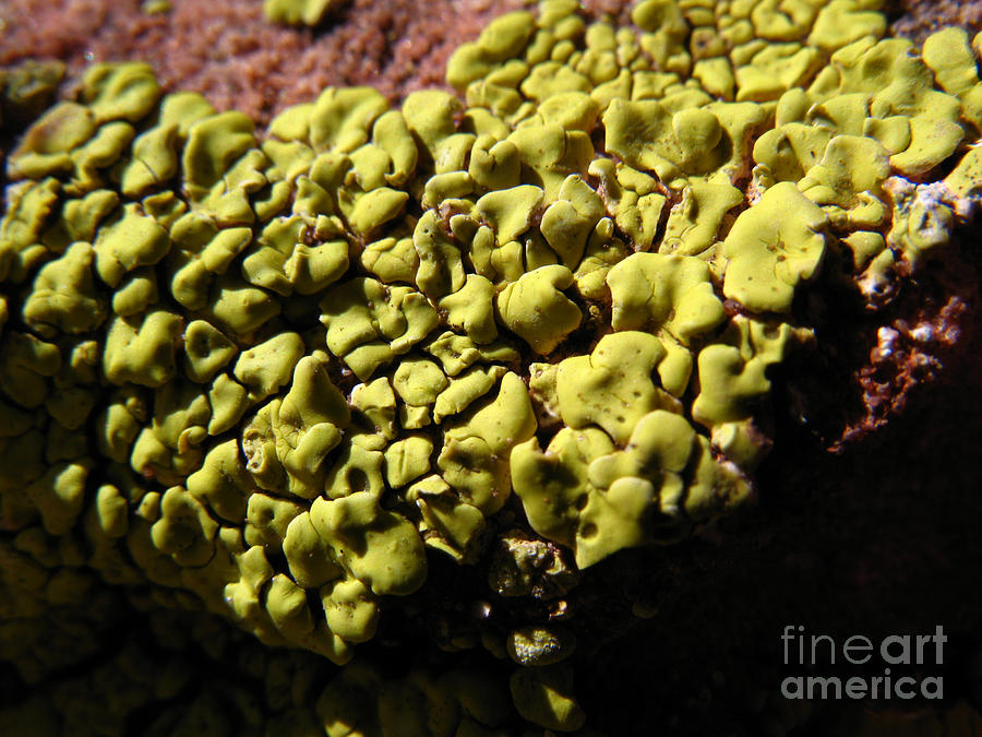 Green Lichen Macro - 4077 Photograph by Jason Freedman