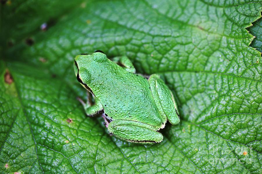 Green Like Me Tree Frog Photograph by Nick Gustafson