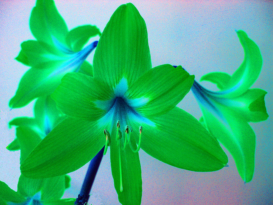 Green Lilies with Blue Stems Photograph by Richard Singleton