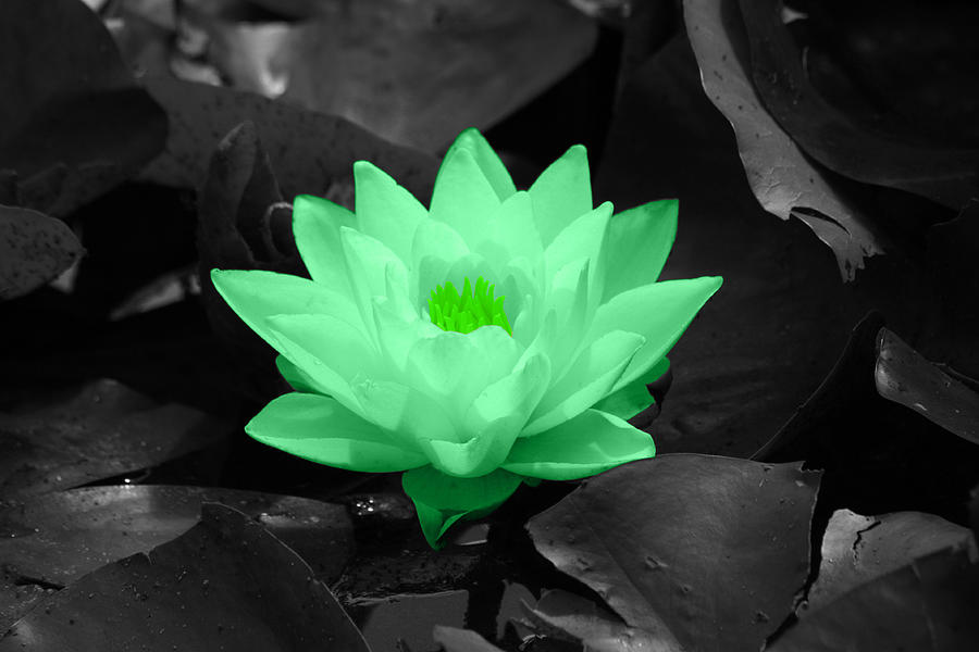 Green Lily Blossom Photograph by Shane Bechler
