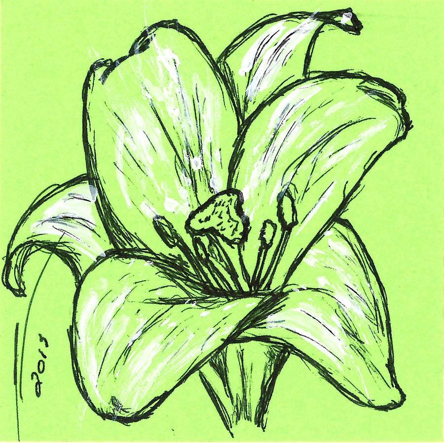 Green Lily Drawing