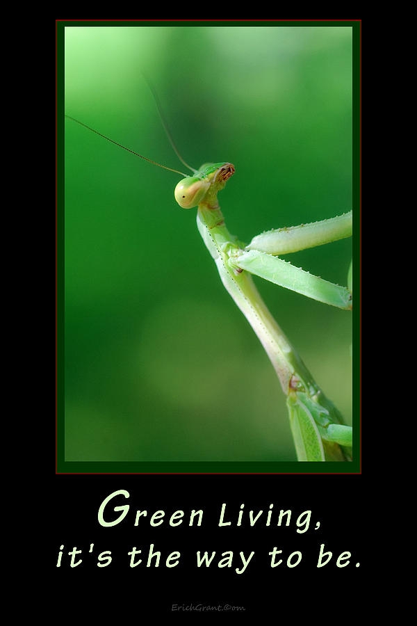 Green Living Photograph by Erich Grant