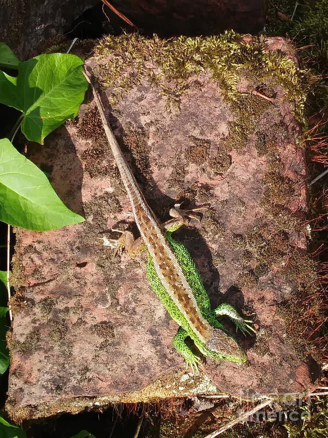Green Lizard #3 Photograph by Jasna Dragun