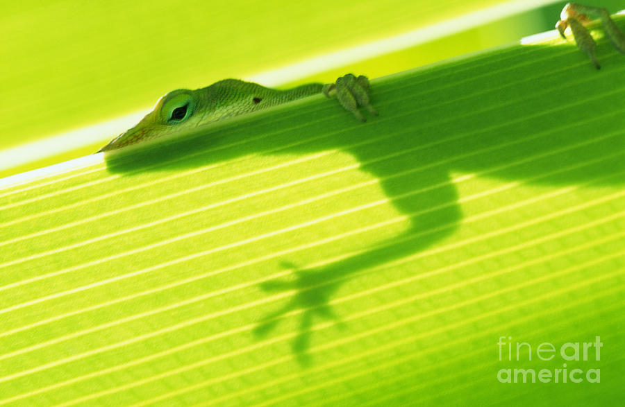 Green Lizard Photograph by Bill Brennan - Printscapes