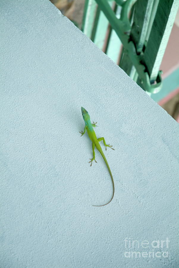 Animal Photograph - Green lizard climbing a blue wall by Sami Sarkis