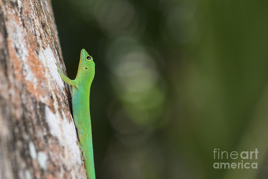 Green Lizard, Seychelles Photograph by Ivan Batinic