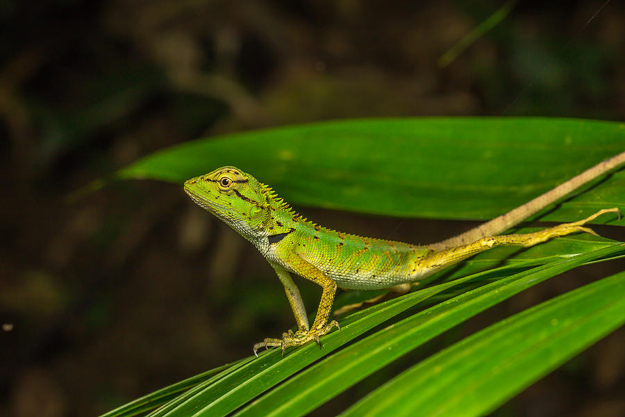 Green Lizard of Thailand Photograph by Ron Bennett - Pixels