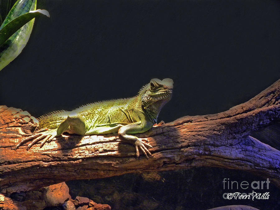 Green Lizard  Photograph by Terri Mills