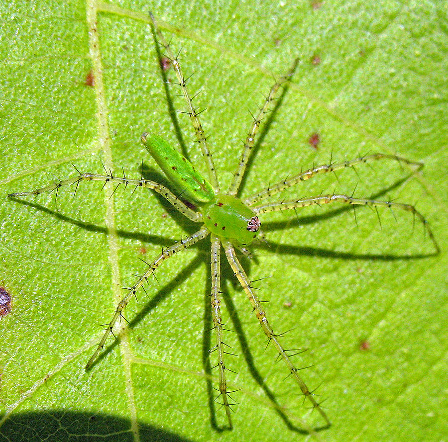 Green Lynx Spider Photograph by Kenneth Albin
