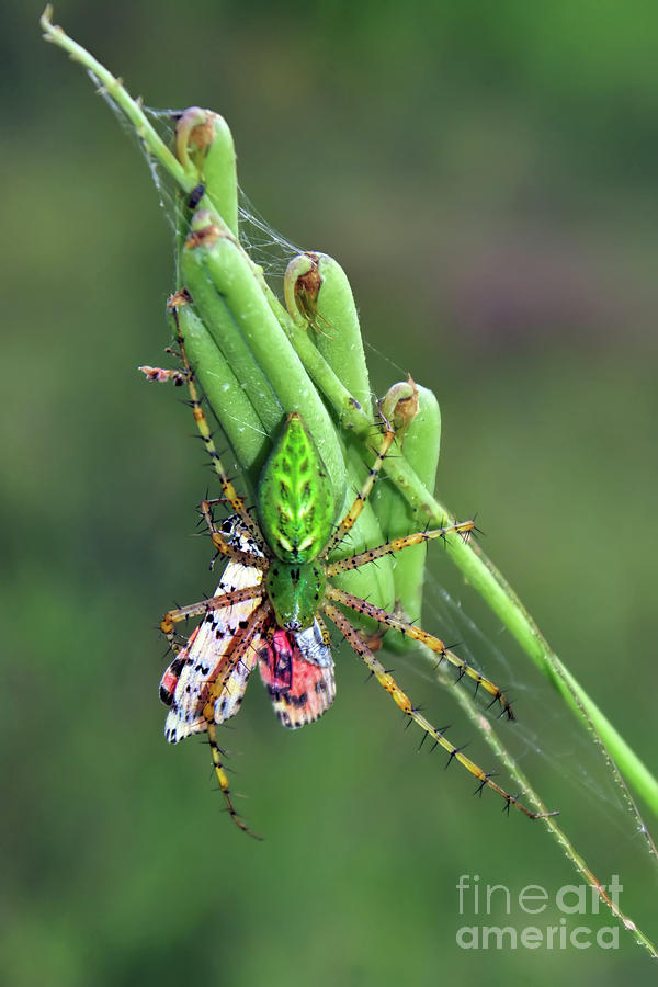 Green Lynx Spider Photograph by Olga Hamilton