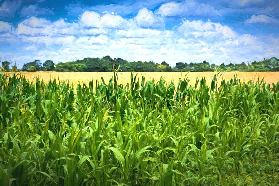 Green Maize field and Blue Sky Photograph by John Williams
