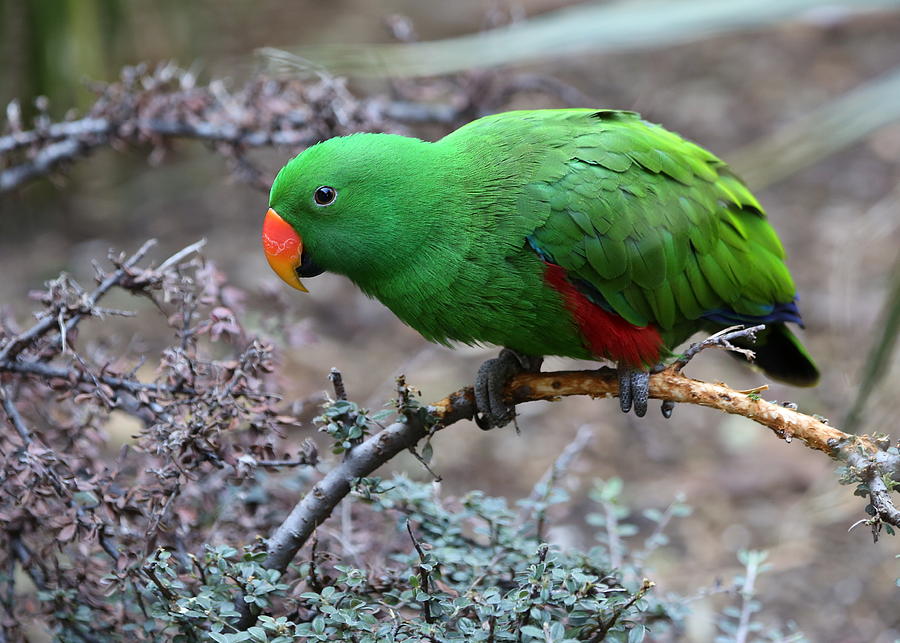 Green Male Eclectus Parrot Photograph by Debi Dalio