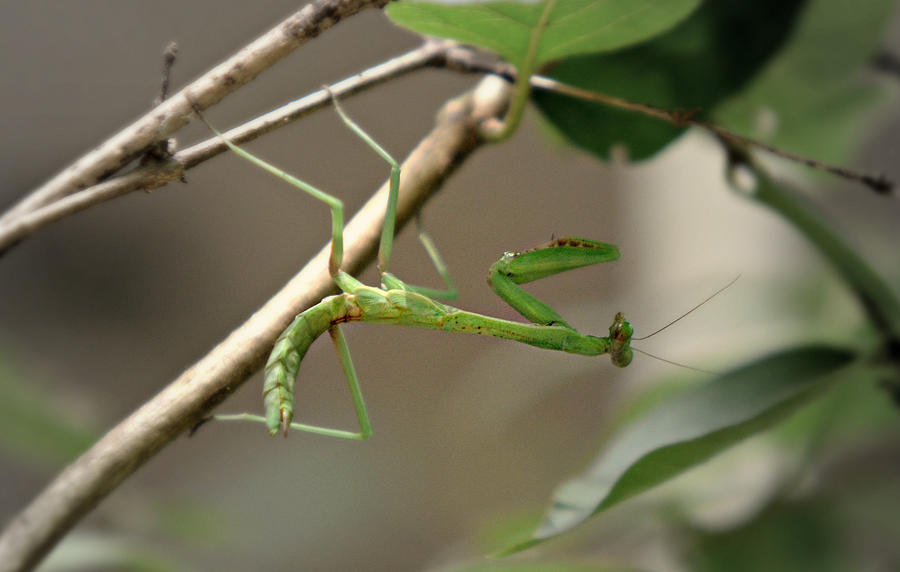 Green Mantis Photograph by Ally White