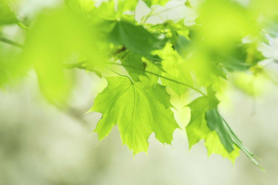 Green Maple Tree Leaves at Spring Photograph by Judith Barath