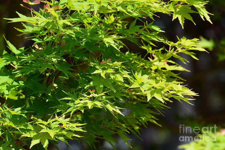 Green Maples Photograph by Maria Urso