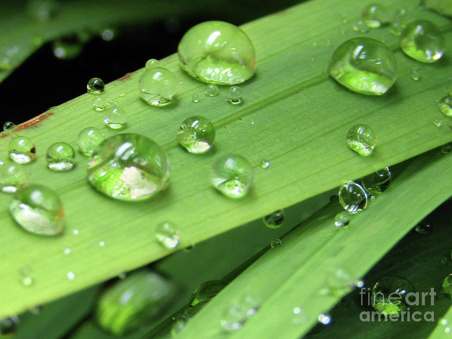 Green Marble Drops Photograph by Kim Tran