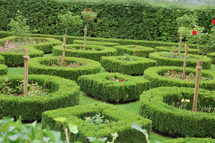 Green maze. Flowers and shrubs. Photograph by Irina Semchuk - Pixels